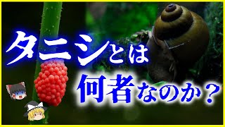 【ゆっくり解説】「タニシ」とは何者なのか？ジャンボタニシはタニシじゃない！を解説/在来タニシが減っている⁉ヤバい卵を持つ外来種との違いとは