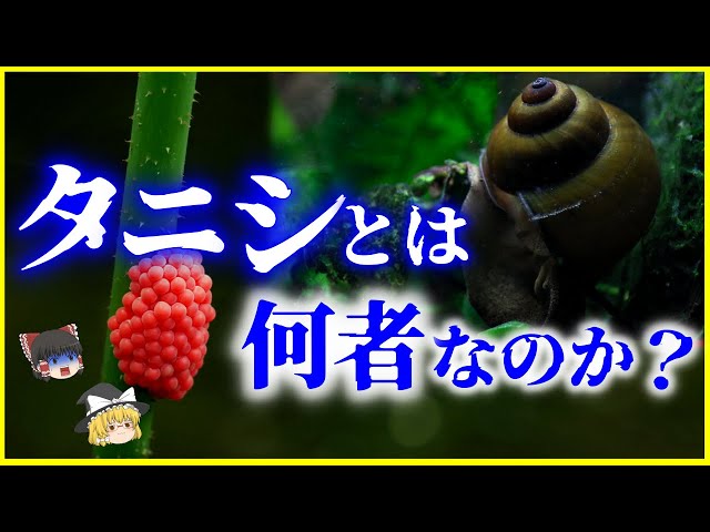 たにし YouTube
