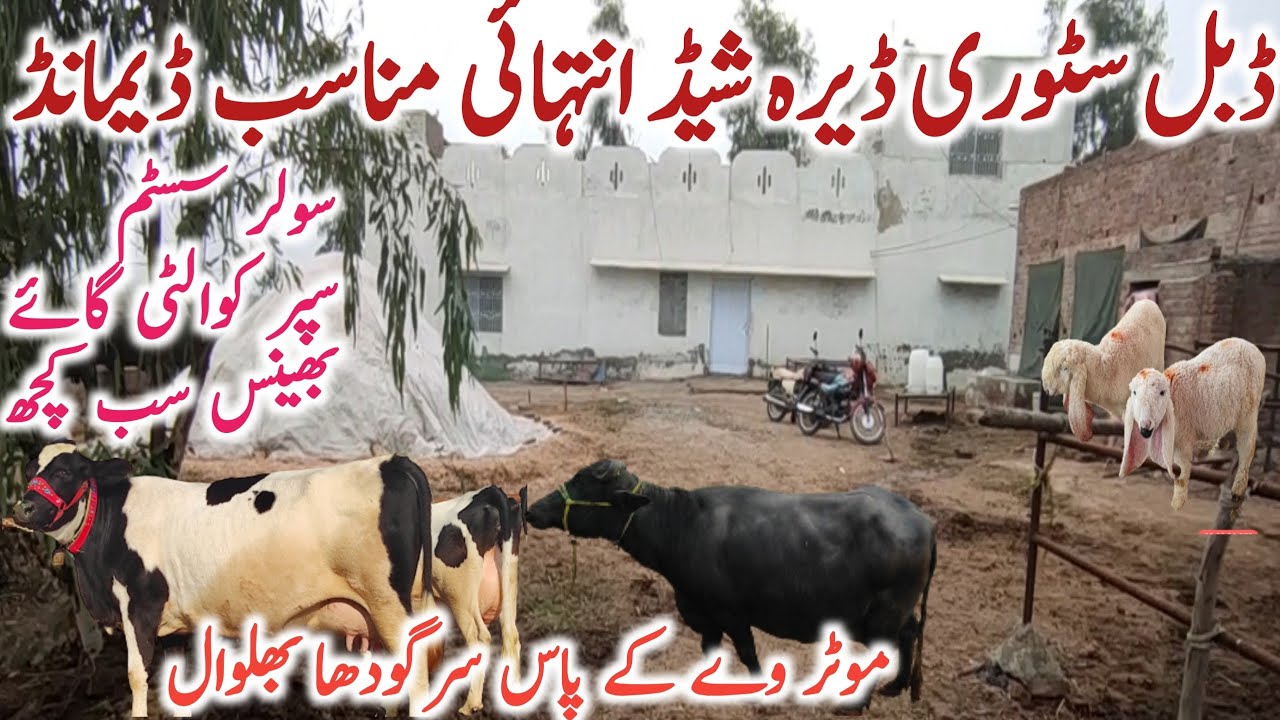 Cow Buffalo Cow Farm Near Salam Bhalwal Sargodha Motor Way Global Cow Buffalo Cow Farm Near Salam Bhalwal Sargodha Motor Way Global