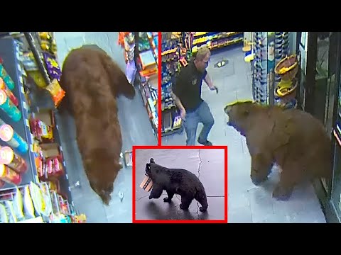 Ladrones Peludos: Animales Que Roban