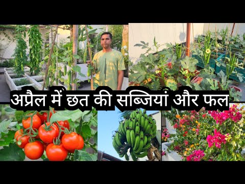 April Tterrace Vegetables and fruits