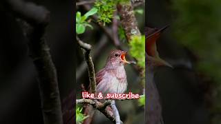 Download Lagu kicau sikatan londo di alam liar‼️burung masteran terbaik #shorts MP3