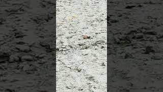 bird sound