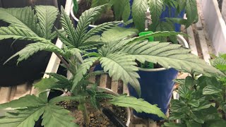 Mjgeeks grow vlog