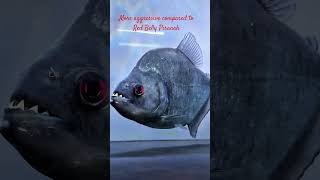 Mma Short Black Piranha Black Piranah Ña