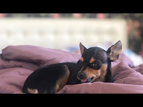 Video: Wie Man Die Ohren Eines Toy Terriers Setzt