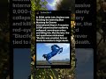 The Sculpture That Killed Its Creator — Blue Mustang, 2006