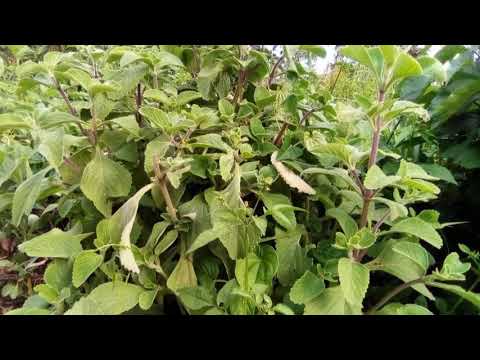 Video: Kupanda Viola: Aina, Uzazi, Utayarishaji Wa Miche