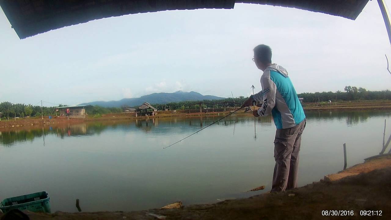 300816 Bedong Pond Fishing Siakap