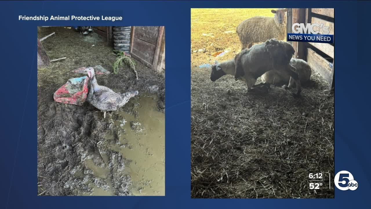 Over 200 animals rescued from farm - YouTube