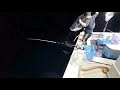 【スターリンクで配信】絶滅兄弟の中深海釣り、2026/9/16の釣りライブ🎣おいしいものが当たる９月のビンゴカード抽選、応募受付開始しました！のサムネイル