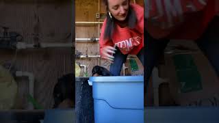 Wiener Dog Helps Owner While Moving Chicks