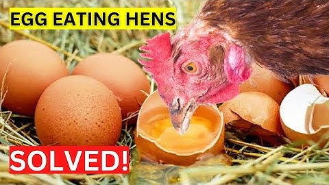 Why do Chickens Eat Their OWN EGGS & PREVENTION Strategies...