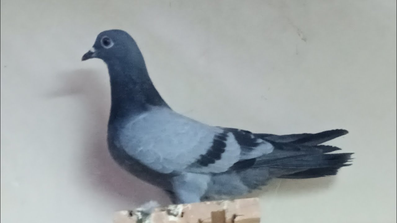 ⚡زيارة عند مولوع 👨‍👦كاسب هو و الأب ديالو 💛🕊️حميمات في المستوى 🥇💯