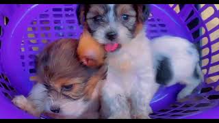 This Lhasa apso puppies from my dog kennel