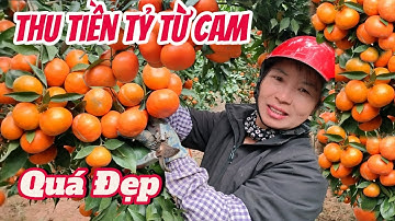 Vườn Cam Đường Canh Quá Đẹp,Gia Đình Anh Minh Ở Đồng Giao Quí Sơn,Bán Được Giá Cao