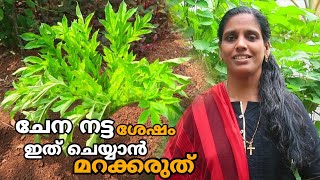 ചേന നട്ട ശേഷം ഇത് ചെയ്യാൻ മറക്കരുത് | Chena Krishi Malayalam Agriculture VIdeos