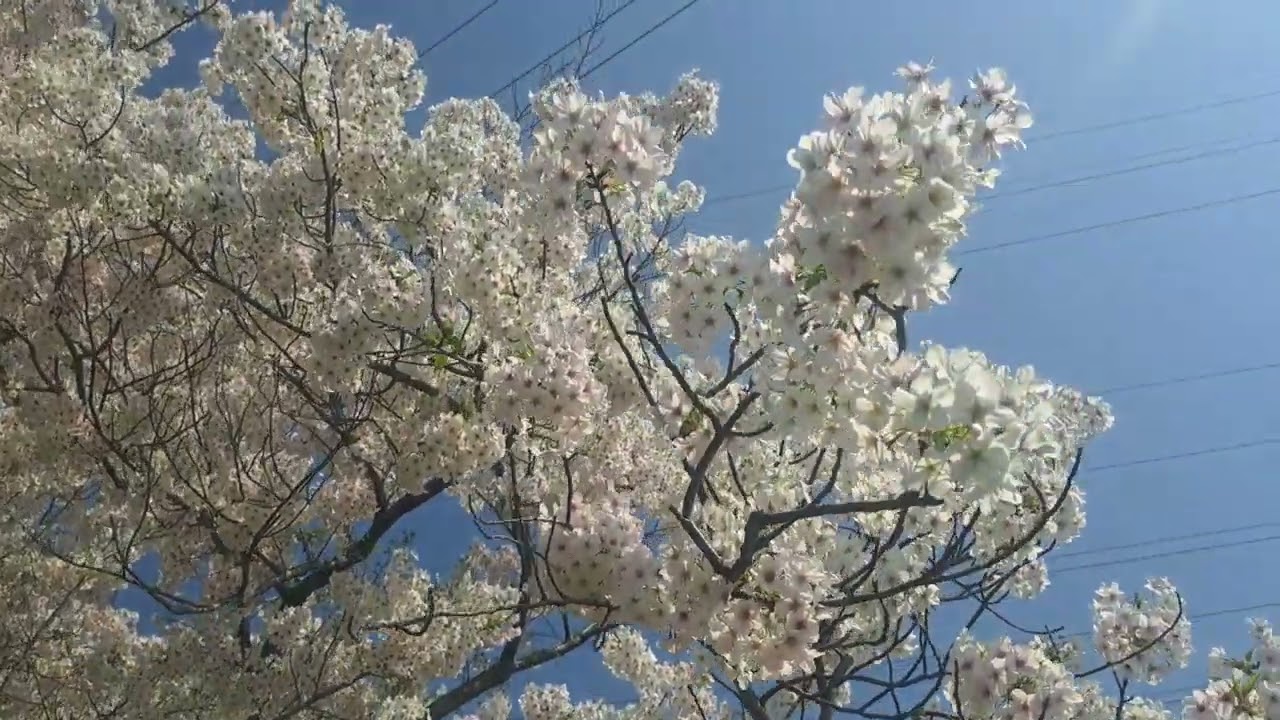 オルゴール お花見　桜 桜 お花見 - YouTube