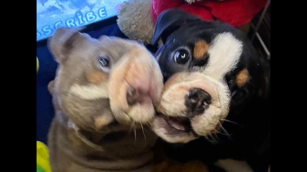 ENGLISH BULLDOG #filhote fofo #प्यारा पिल्ला #anak anjing lucu #可爱的小狗 #cute na tuta #LIVE #furbabies