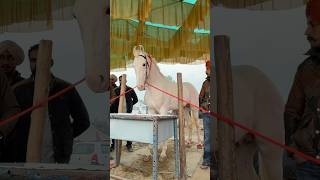 68” Tall Nukra Colt Glacier at Muktsar Horse Fair 2026