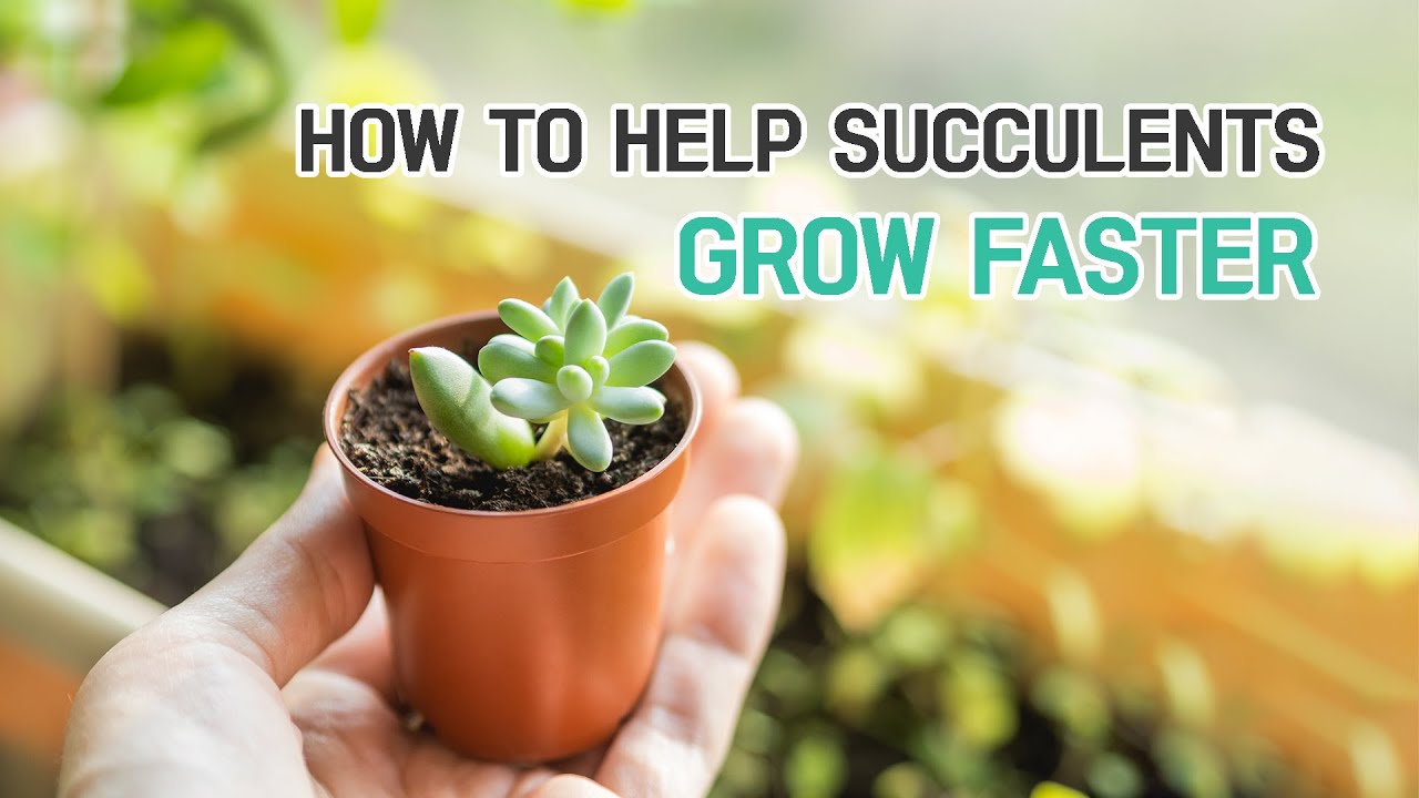 HOW TO HELP YOUR SUCCULENTS GROW FASTER | SUCCULENTS CARE TIPS - YouTube