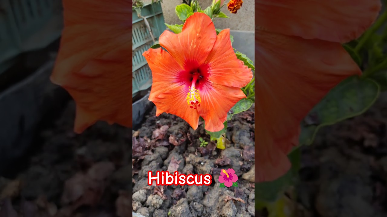 Nature’s beauty 🌺 beautiful hibiscus 🌺 