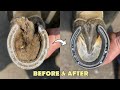 Hoof restoration  before  after  the farrier