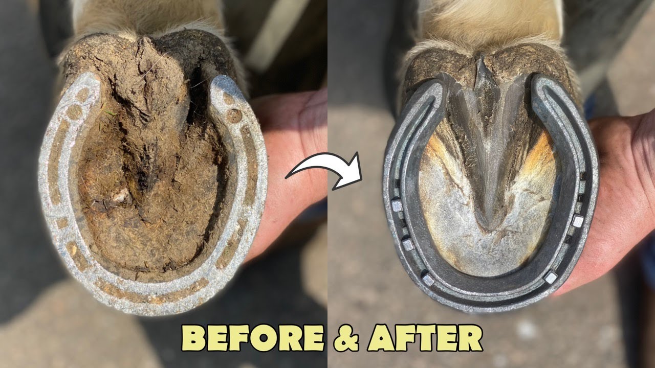 HOOF RESTORATION BEFORE & AFTER THE FARRIER YouTube