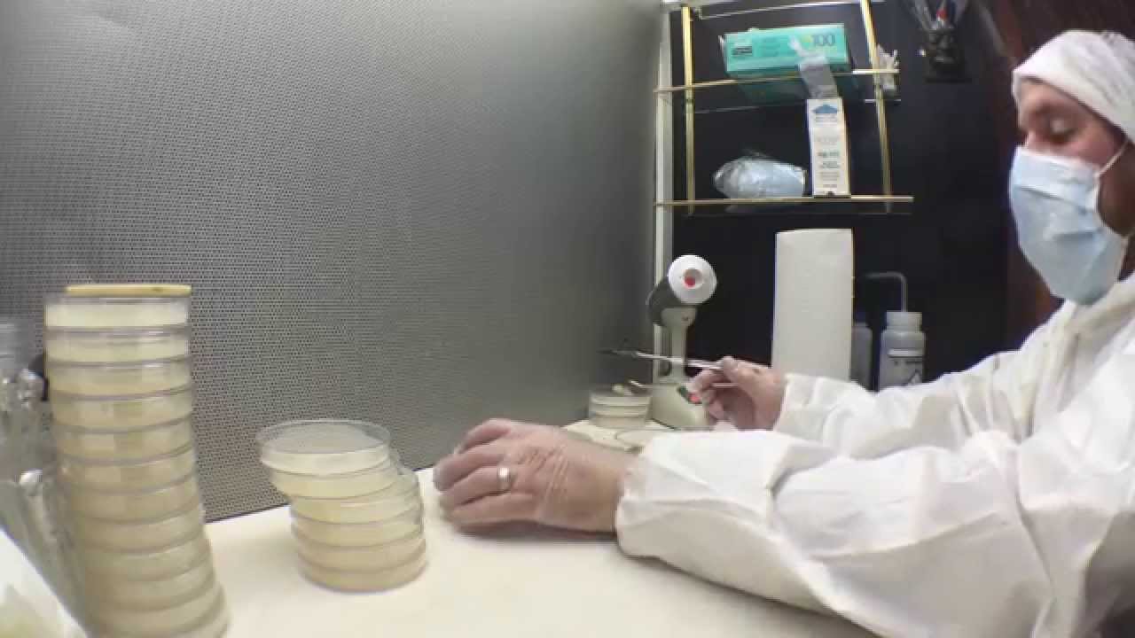 Mushroom Cultivation Culture Strain Revived From Dried Cap. Mycology At Its Finest.