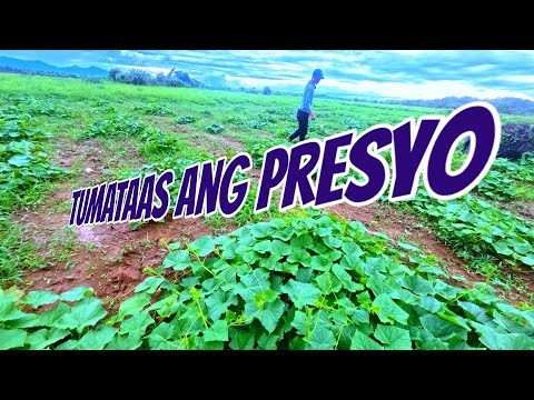 ABONO NG TANIM TUMATAAS ANG PRESYO