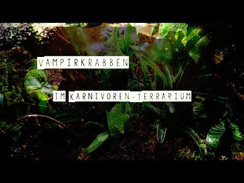 Bromelien-Terrarium mit Vampirkrabben (Geosesarma) | Carniflor