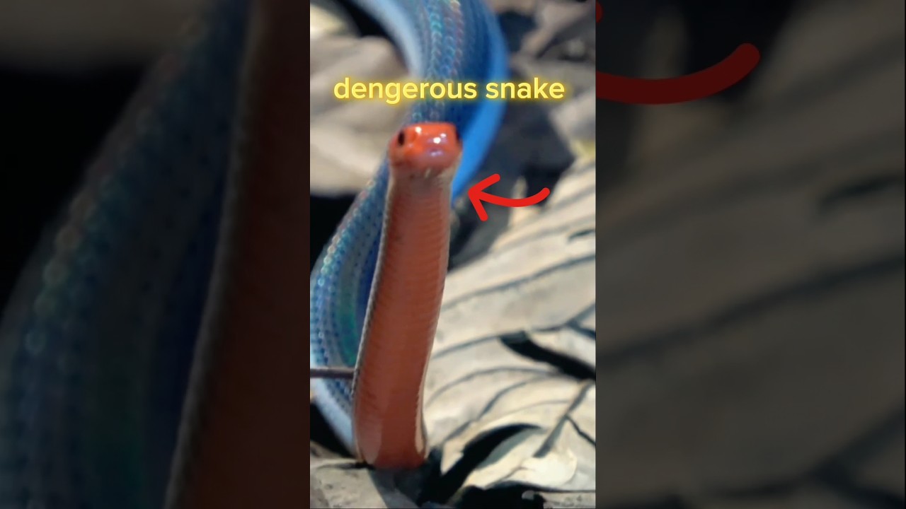 World most Mysterious snake😱 ."Blue Coral Snake" 