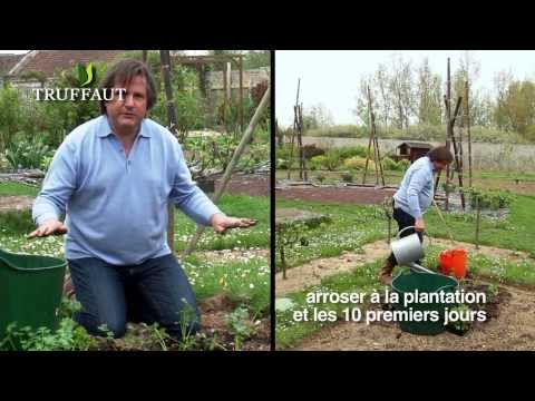 Vidéo: Le Céleri Ou Selera : Une Plante Médicinale Tout Droit Sortie Du Jardin