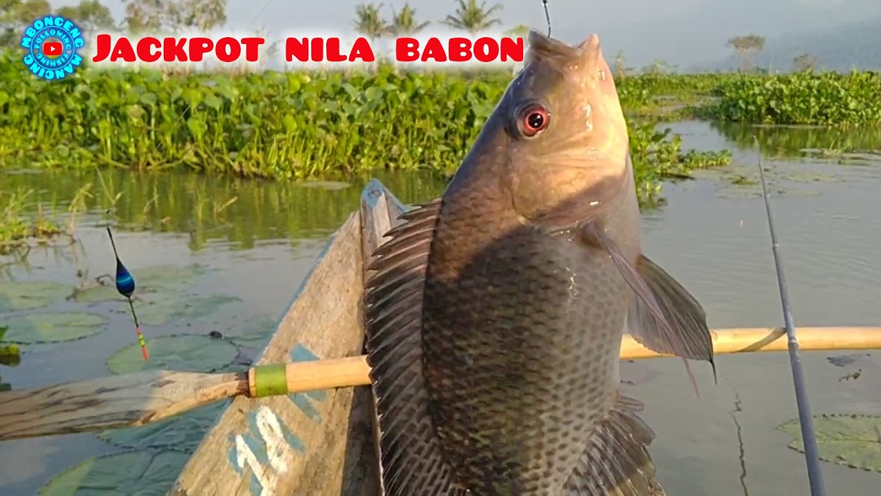 SPOT JACKPOT NILA ‼️ MANCING RAWA PENING TERBARU @mboncengmancing #67