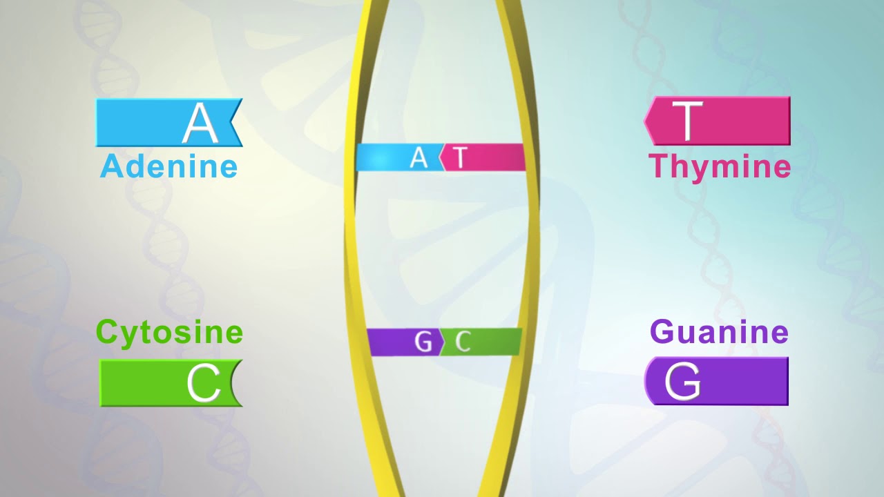 DNA Malayalam Explanation YouTube