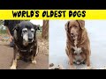 THE OLDEST DOGS IN THE WORLD | These champion puppies are simply incredible