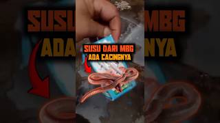 Viral! Susu Sekolah Diduga Ada Cacingnya?! 😱