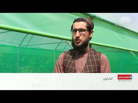 تلاش جامعه جهانی برای بدیل کوکنار و توسعه صنعت کشاورزی