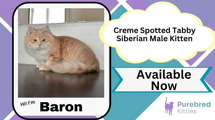 Video 7006211: siberian tabby kitten, tabby male kitten, spotted tabby, eyes siberian, purebred kitties