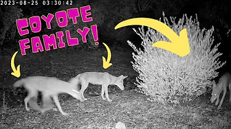 Coyote family looking for food: [08-25-2023 - 3:30AM] #nature #coyote #phoenix