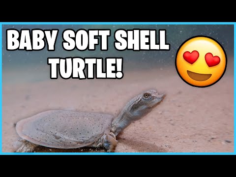 Video: The Care of My Baby Spiny Soft Shell Turtle
