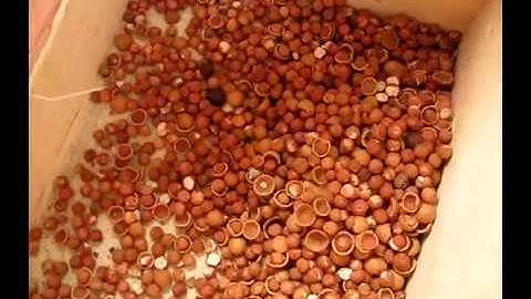 Hazelnut cracking machine Hazalnut sheller machine