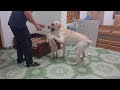 Determined Dog Prevents Man from Punishing Puppy || ViralHog