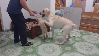 Determined Dog Prevents Man from Punishing Puppy || ViralHog