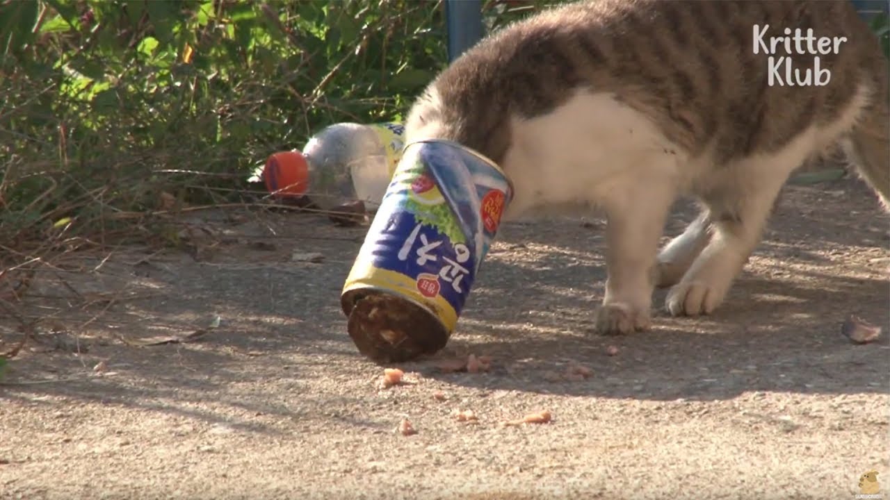 can am Cat Struggles To Eat Because Of A Food Can | Animal in Crisis EP9