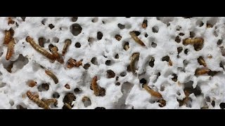 Study Finds Mealworms Might Help Reduce Plastic Waste