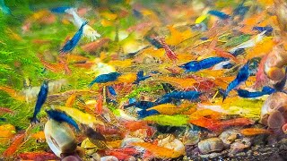 Mixing Shrimp Colors - Neocaridina Shrimp - Skittles Shrimp