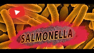 Сальмонели (Salmonella) / Черевний тиф | Паратиф А, В, С | Сальмонельоз