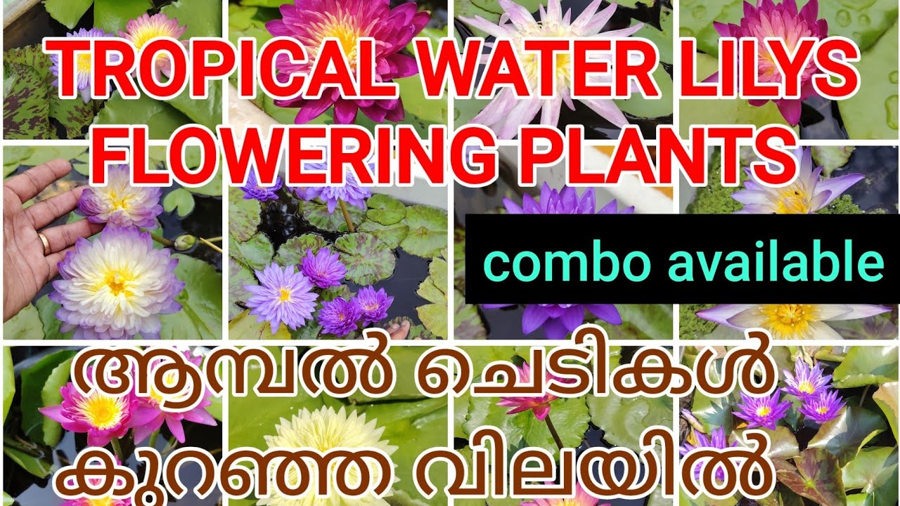 TROPICAL WATER LILYS FLOWERING PLANTS COMBO AVAILABLE OFFER PRICE 