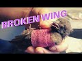 Saving a Bird With a Broken Wing